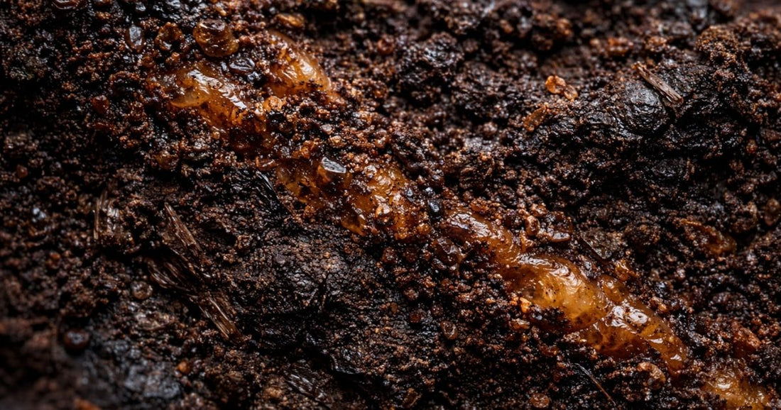 Natural organic compounds associated with fulvic acid in shilajit